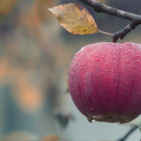 Apple branches